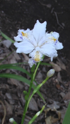 IMGA2594.JPG